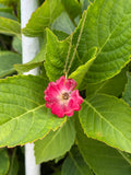 Colgante flor fucsia